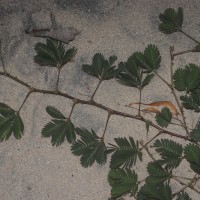 Mimosa pudica L.